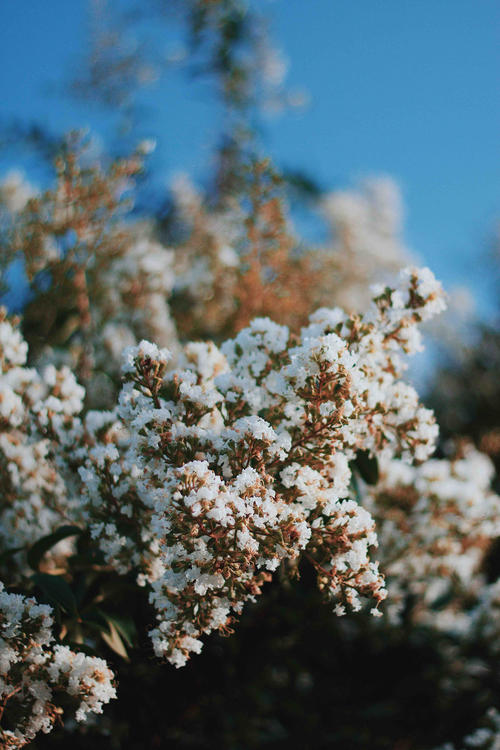 White blossoms blooming under a clear blue sky, creating a serene and peaceful natural scene. Lush greenery provides a beautiful contrast to flowers.