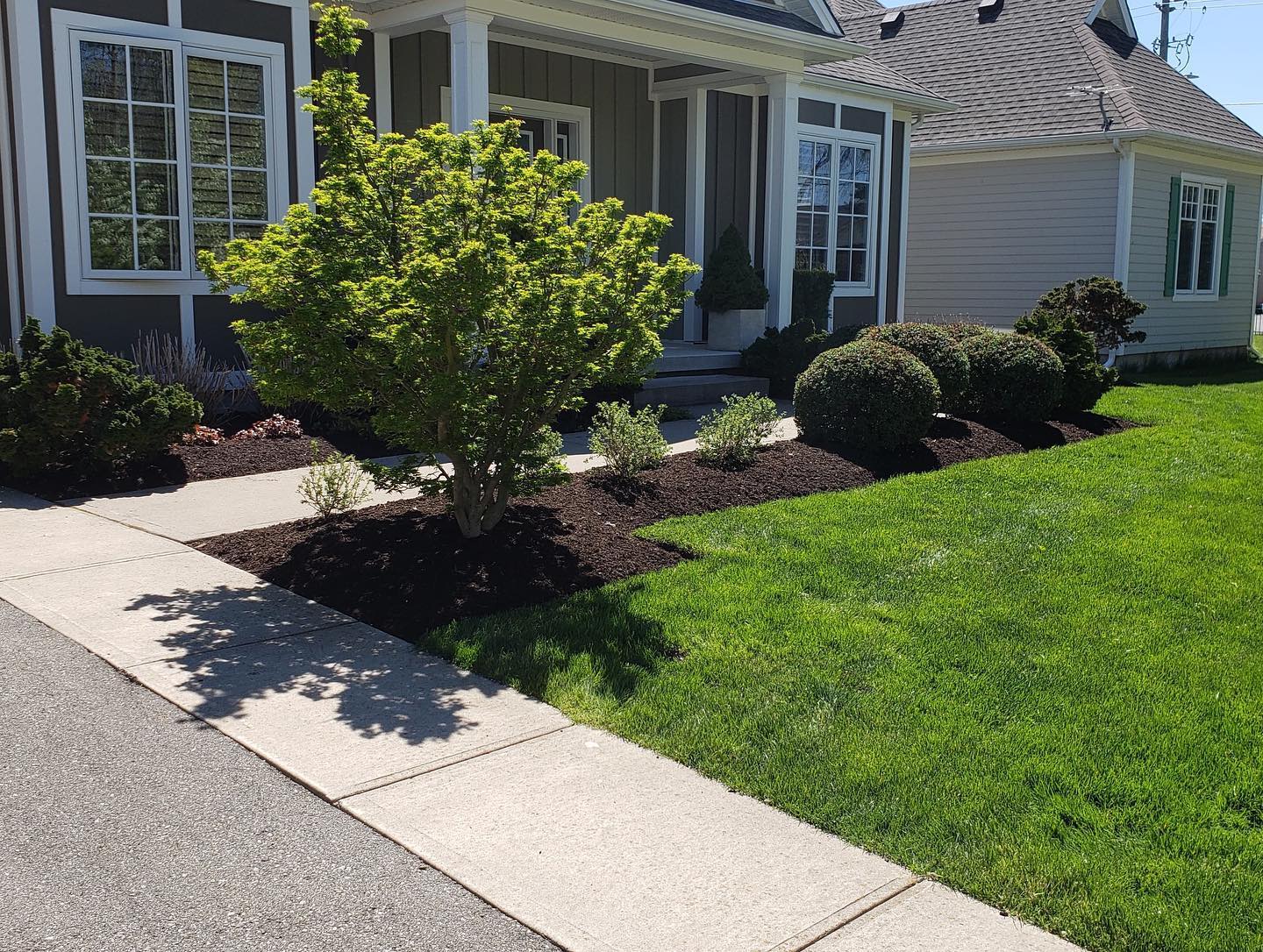 A well-maintained suburban home's front yard with green grass, trimmed bushes, and a young tree alongside a concrete walkway.