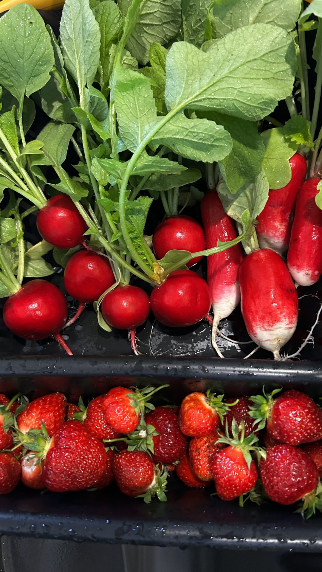 Fresh radishes with leafy stems and ripe strawberries are arranged in a black container, showcasing vibrant colors and textures of the produce.