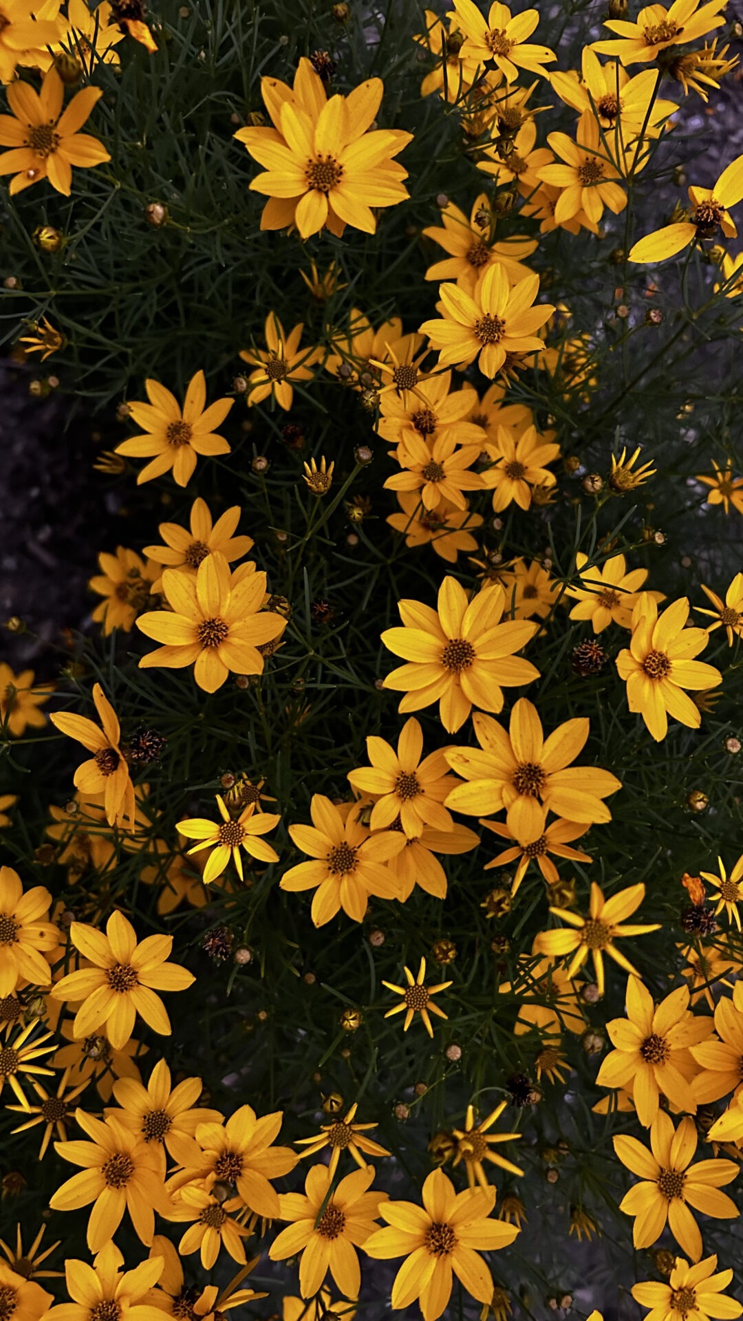 A cluster of vibrant yellow flowers with green foliage, tightly packed together, creating a lively, nature-inspired scene with no people present.