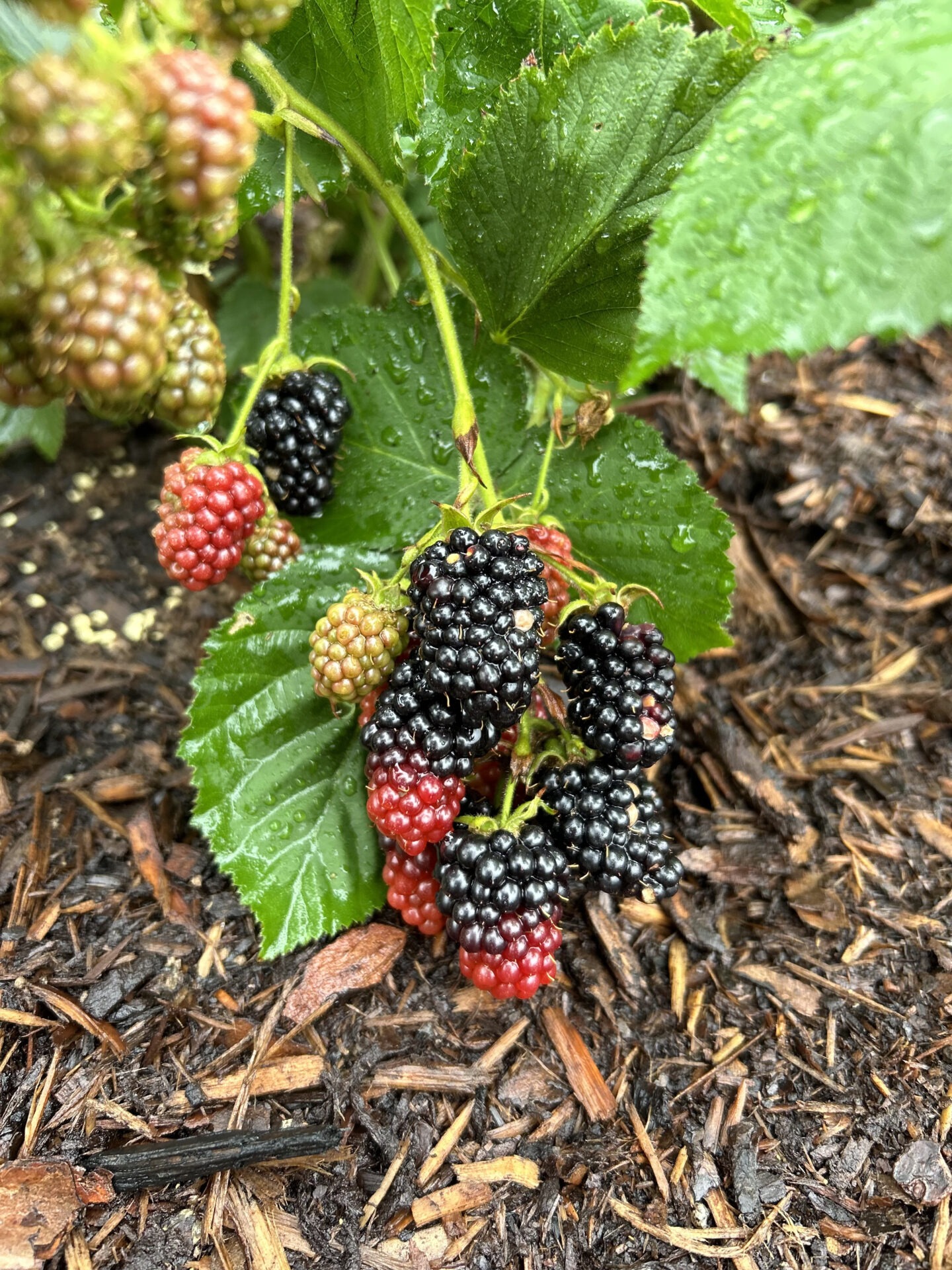 A cluster of red and black ripe mulberries on a leafy branch, surrounded by mulch, showcasing different stages of ripeness.