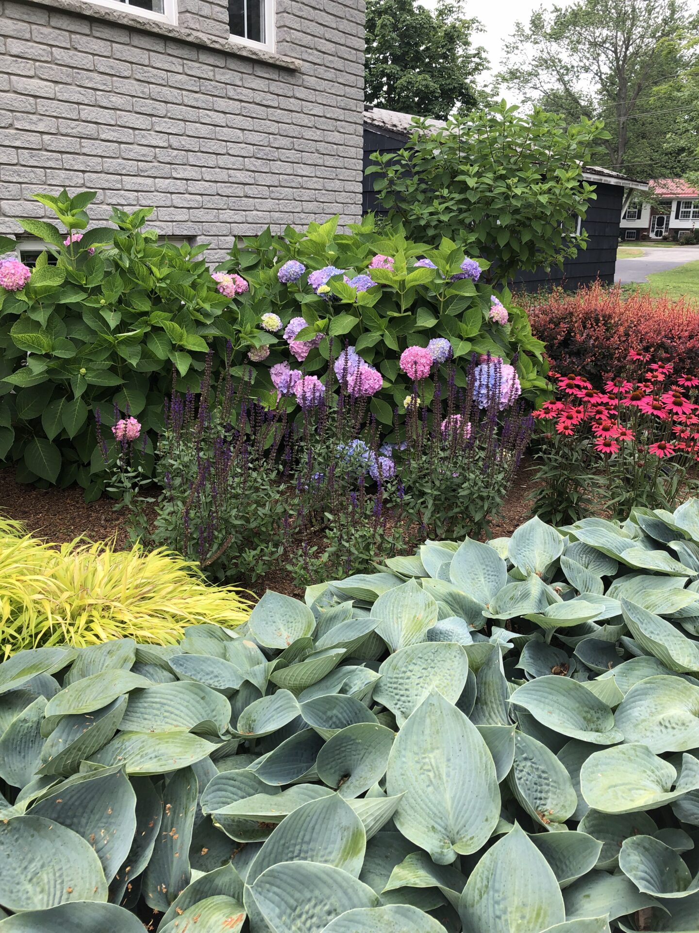 Lush garden with hostas, hydrangeas, and vibrant flowers next to a gray brick house surrounded by greenery and a residential street view.