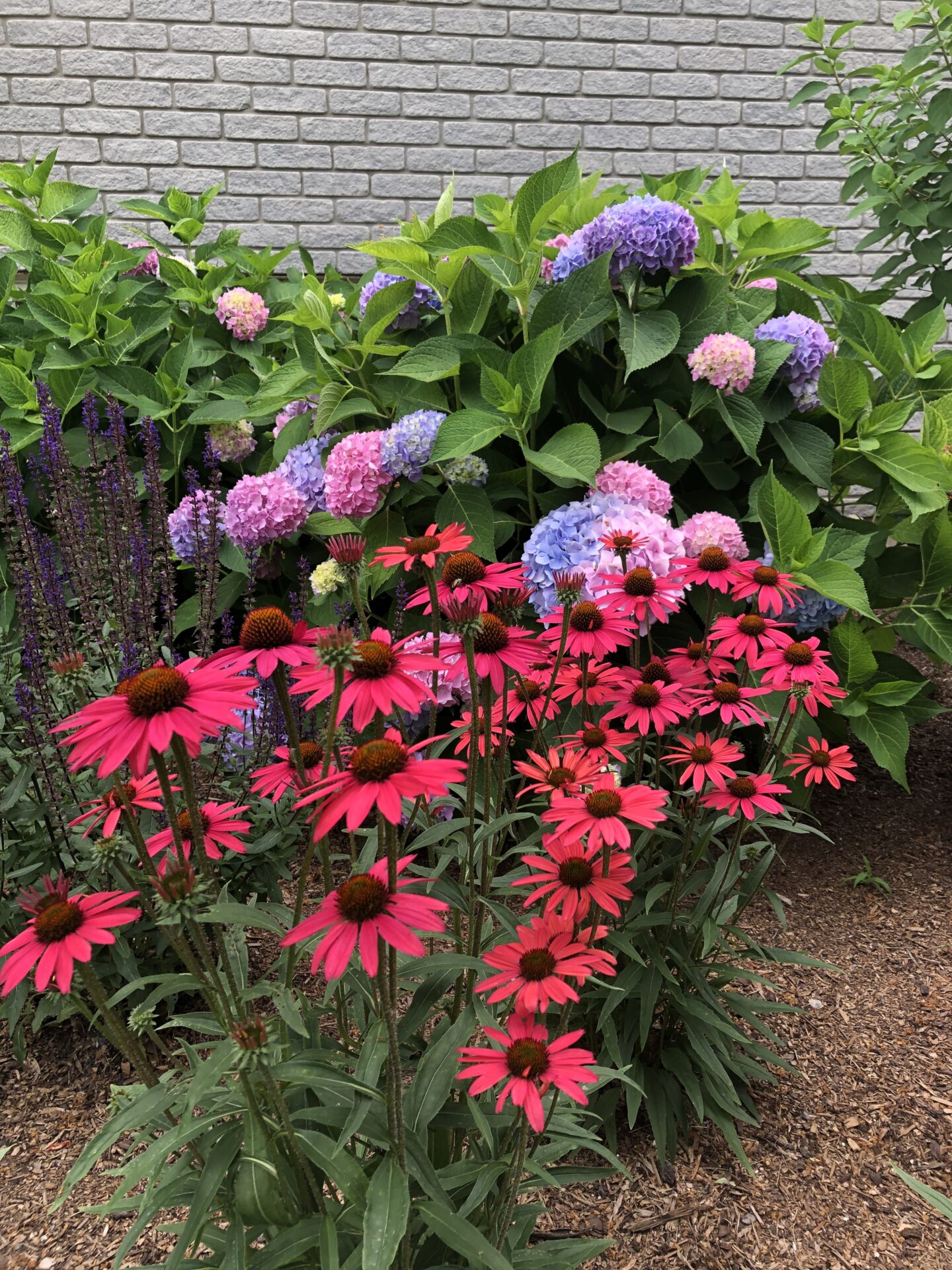 A colorful garden features vibrant pink coneflowers and purple hydrangeas against a brick wall backdrop, creating a lively, natural scene.