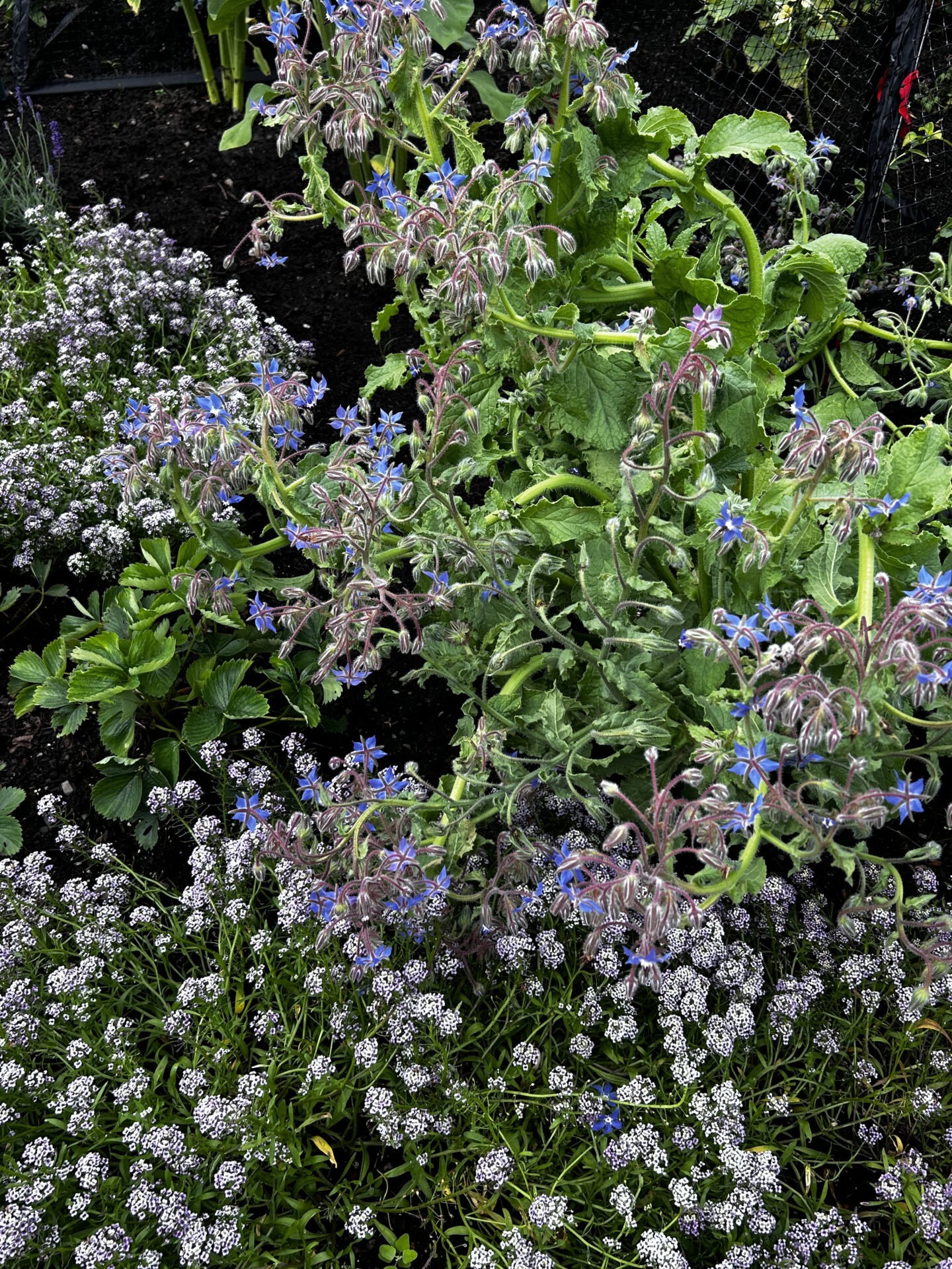 Close-up of a lush garden with vibrant green foliage, blue and white flowers. Dense greenery and blooming blossoms create a serene, natural scene.