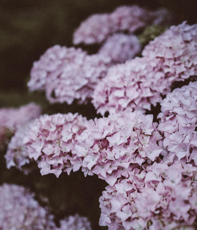 Clusters of soft pink hydrangeas fill the frame, creating a lush and tranquil floral scene against a blurred, dark green background.