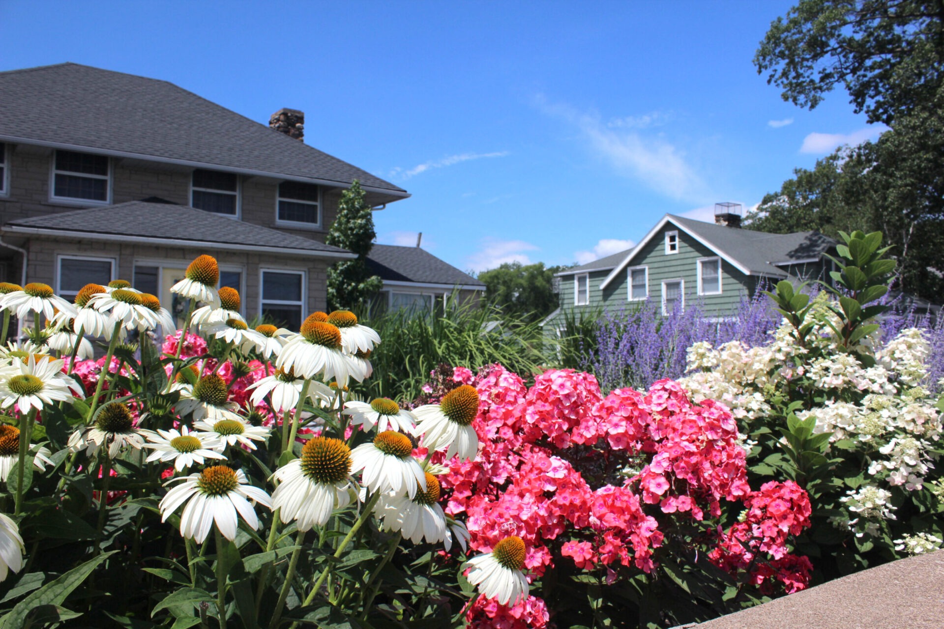 Colorful garden with white, pink, and purple flowers in front of charming suburban houses under a clear blue sky. Lush greenery complements the scene.