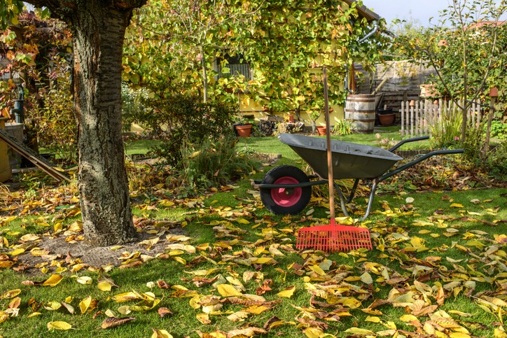 A sunny garden scene features a wheelbarrow and rake on grass scattered with autumn leaves, surrounded by trees and a wooden fence.