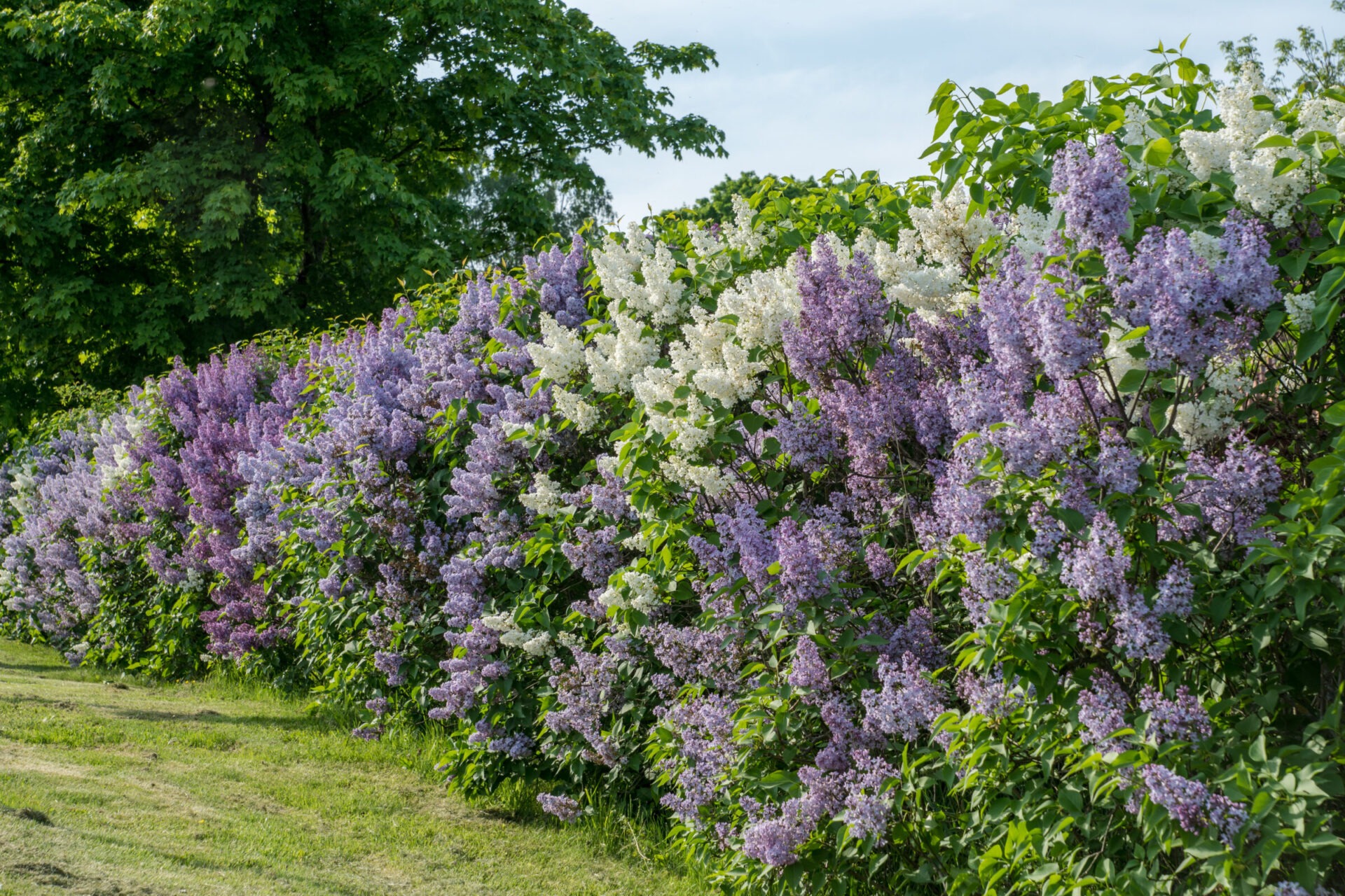 A lush hedge of lilac flowers in various shades of purple and white, bordered by green grass and trees under a clear sky.