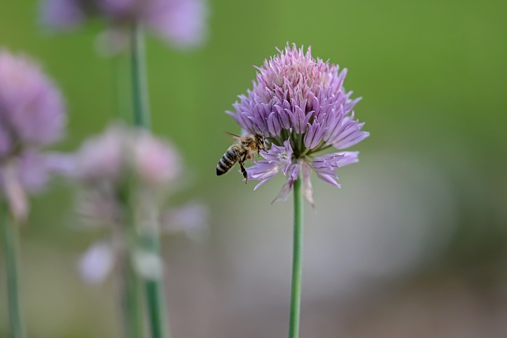 A bee lands on a purple flower, gathering nectar. Background is blurred with hints of foliage and additional blossoms, creating a serene atmosphere.