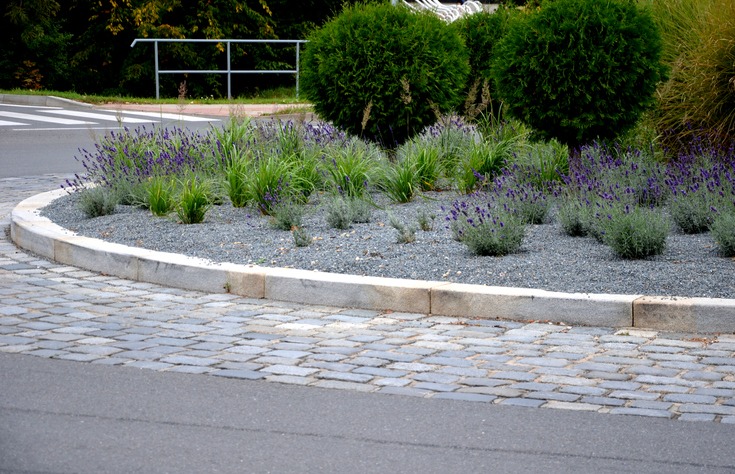 Roundabout with lavender and greenery, surrounded by cobblestone and asphalt. Lush plants enhance the roadside landscape in an urban or suburban setting.