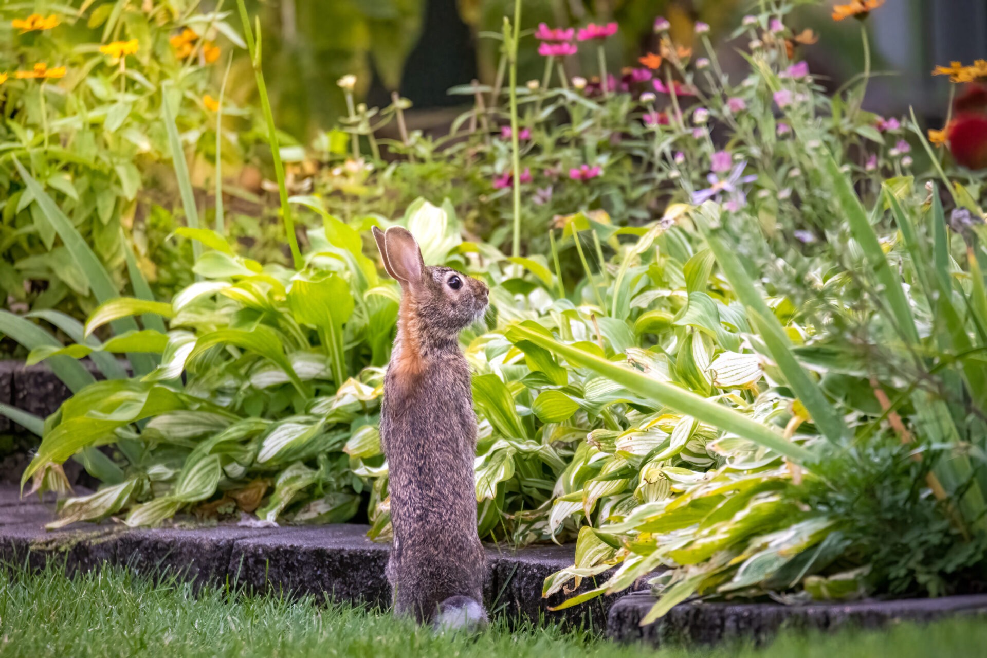 A rabbit stands on its hind legs in a lush garden, surrounded by vibrant plants and flowers, looking towards the distance.