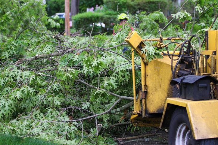 A person operates a yellow wood chipper, processing large branches and leaves on a tree-lined residential street.