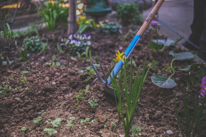 A person is using a hoe to cultivate a garden bed with various plants and flowers, showcasing vibrant greenery and small blossoms.