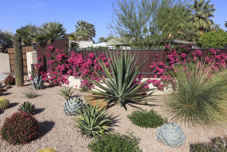 A desert garden featuring various succulents, cacti, and vibrant pink flowers, set against a wooden fence with palm trees in the background.