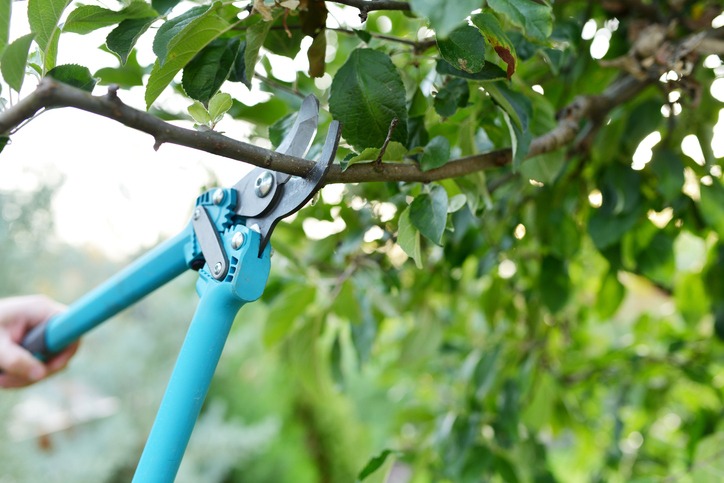 A person uses blue handled pruning shears to cut a tree branch in a lush garden setting, surrounded by green leaves and natural light.